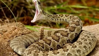 Ular derik merupakan kelompok ular mura berbisa dari anak suku Crotalinae. Ciri khas ular ini adalah ekornya yang terdiri dari segmen-segmen yang bisa menimbulkan suara yang keras bila digetarkan. Terletak di beberapa bagian Amerika Utara, satu hal yang menyenangkan jika digigit ular derik adalah gigitannya hampir tidak berakibat fatal jika segera ditangani. (Foto: articlesvally)