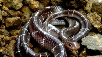 Katang, katam atau kendawung (bahasa Inggris : krait) adalah sebutan umum 15 spesies ular berbisa mematikan, semuanya diklasifikasikan sebagai genus Bungarus. Semua jenis katang endemik di Asia bagian selatan hingga tenggara. Pada malam hari, Common Krait takkan ragu menggigit saat merasa terganggu dan kegelisahannya akan meningkat dengan cepat. Jika kamu membiarkan gigitannya tidak diobati, kerusakan saraf, kelumpuhan otot, dan kerusakan otak segera terjadi. (Foto: articlesvally)