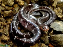 Ular Paling Mematikan di Seluruh Dunia, Ada dari Indonesia