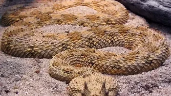 Ular viper bertanduk (Cerastes cerastes) adalah salah satu ular berbisa di gurun Afrika Utara dan Timur Tengah. Biasanya, ular viper bertanduk ditemukan di Gurun Sahara, Mesir, dan Maroko. Efek racun yang berasal dari bisa ini juga dapat mengancam nyawa manusia jika terkena gigitannya, karena dapat menyebabkan pembekuan darah dan menyerang jantung.  (Foto: articlesvally)