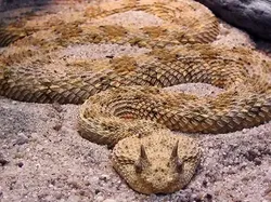 Ular Paling Mematikan di Seluruh Dunia, Ada dari Indonesia