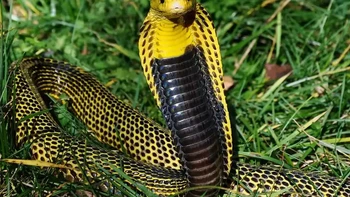 Kobra Filipina (Naja philippinensis) adalah ular berbisa yang hidup di wilayah utara Filipina, seperti Luzon, Mindoro, Catanduanes, dan Masbate. Ular ini memiliki racun yang sangat mematikan dan dapat menyemburkan racun saraf hingga sejauh tiga meter.  (Foto: articlesvally)