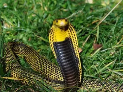 Ular Paling Mematikan di Seluruh Dunia, Ada dari Indonesia