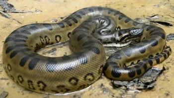 Anaconda, adalah golongan ular besar yang endemik di perairan tawar dan sungai-sungai di daerah tropis Amerika Selatan. Metode memangsa yang dilakukan Anaconda adalah dengan melilit korban di sekitar bagian tengah tubuh dan menekannya hingga benar-benar hancur. Setelah itu barulah ular ini akan menelan korbannya secara utuh. (Foto: articlesvally)