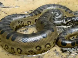 Ular Paling Mematikan di Seluruh Dunia, Ada dari Indonesia