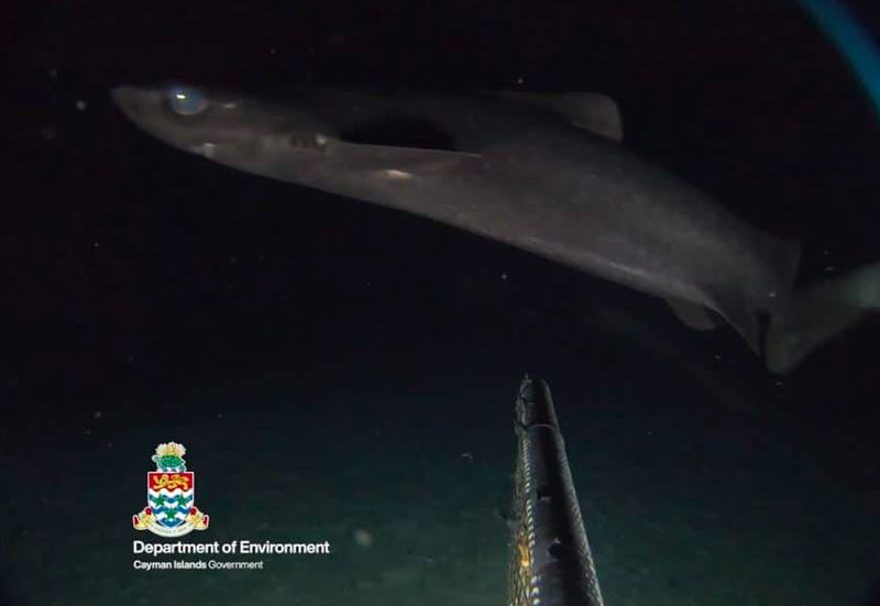 Lebih dari 1.000 meter di bawah Laut Karibia, sebuah ekspedisi laut dalam telah mengungkap makhluk misterius yang belum pernah didokumentasikan sebelumnya di wilayah ini.