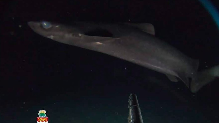 Lebih dari 1.000 meter di bawah Laut Karibia, sebuah ekspedisi laut dalam telah mengungkap makhluk misterius yang belum pernah didokumentasikan sebelumnya di wilayah ini.
