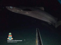 Video: Penampakan Spesies Misterius di Laut Karibia