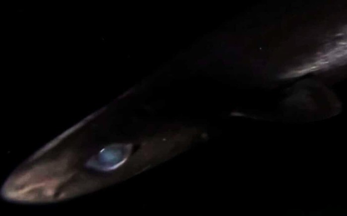 Lebih dari 1.000 meter di bawah Laut Karibia, sebuah ekspedisi laut dalam telah mengungkap makhluk misterius yang belum pernah didokumentasikan sebelumnya di wilayah ini.