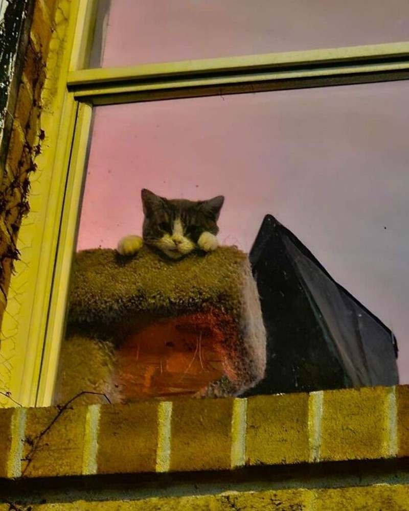 Kucing selalu punya cara sendiri untuk membuat orang lain yang melihatnya merasa gemas. Contohnya seperti deretan foto kucing yang santai di jendela ini. Lucu-lucu deh.