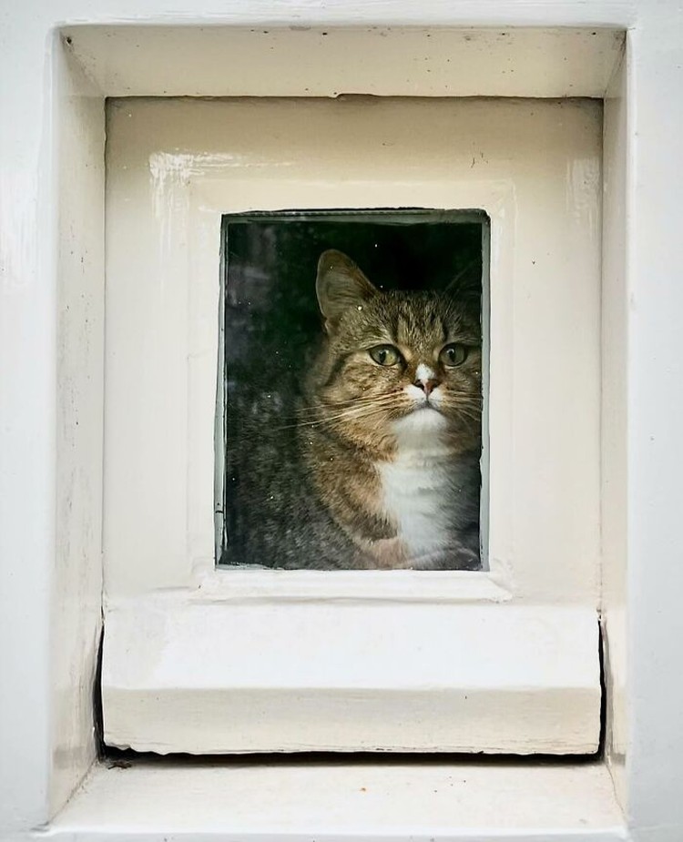 Kucing selalu punya cara sendiri untuk membuat orang lain yang melihatnya merasa gemas. Contohnya seperti deretan foto kucing yang santai di jendela ini. Lucu-lucu deh.