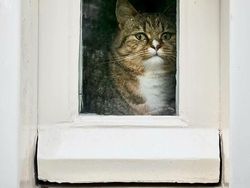 Potret 15 Kucing Tertangkap Kamera Saat Santai di Jendela, Lucu-lucu Deh