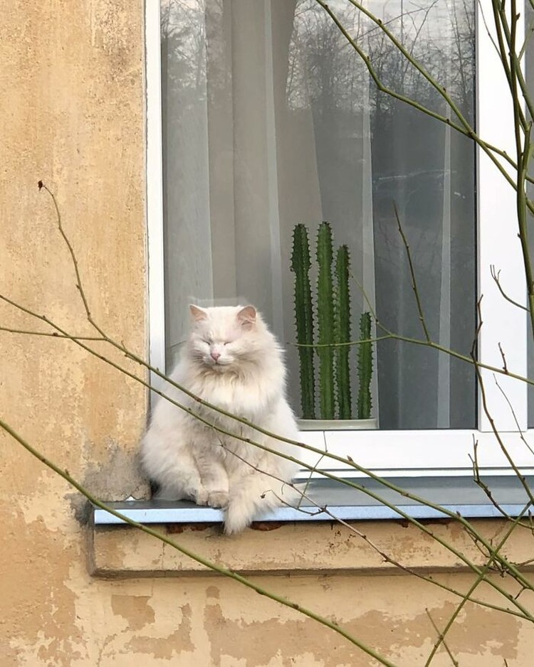 Kucing selalu punya cara sendiri untuk membuat orang lain yang melihatnya merasa gemas. Contohnya seperti deretan foto kucing yang santai di jendela ini. Lucu-lucu deh.