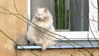 Potret 15 Kucing Tertangkap Kamera Saat Santai di Jendela, Lucu-lucu Deh