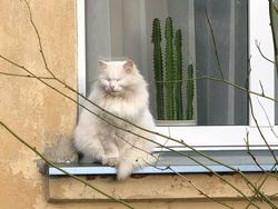 Potret 15 Kucing Tertangkap Kamera Saat Santai di Jendela, Lucu-lucu Deh