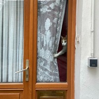 Kucing selalu punya cara sendiri untuk membuat orang lain yang melihatnya merasa gemas. Contohnya seperti deretan foto kucing yang santai di jendela ini. Lucu-lucu deh.
