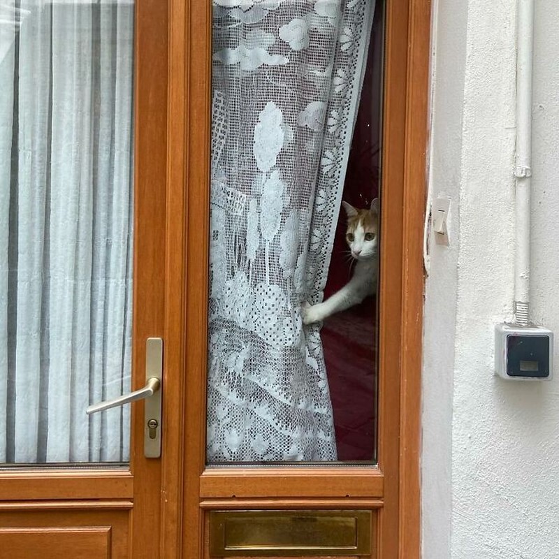 Kucing selalu punya cara sendiri untuk membuat orang lain yang melihatnya merasa gemas. Contohnya seperti deretan foto kucing yang santai di jendela ini. Lucu-lucu deh.
