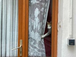 Potret 15 Kucing Tertangkap Kamera Saat Santai di Jendela, Lucu-lucu Deh