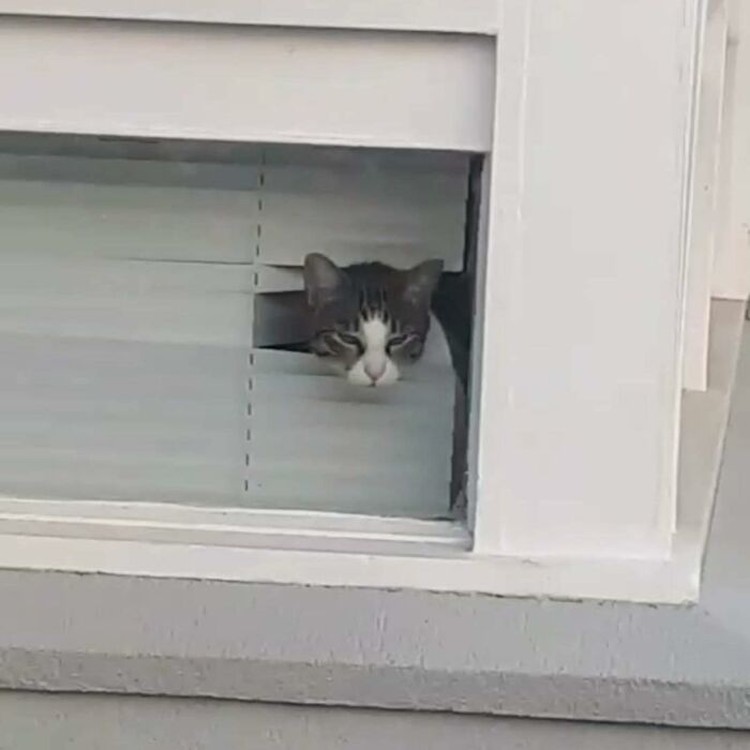 Potret 15 Kucing Tertangkap Kamera Saat Santai di Jendela, Lucu-lucu Deh Kucing selalu punya cara sendiri untuk membuat orang lain yang melihatnya merasa gemas. Contohnya seperti deretan foto kucing yang santai di jendela ini. Lucu-lucu deh.