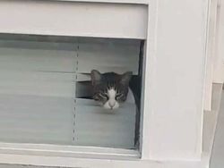 Potret 15 Kucing Tertangkap Kamera Saat Santai di Jendela, Lucu-lucu Deh