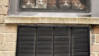 Kompak banget sih kalian cing. Lagi menyapa para penggemar ya. Foto: (Bored Panda).