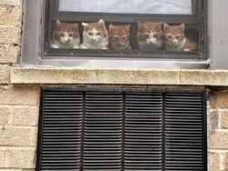 Potret 15 Kucing Tertangkap Kamera Saat Santai di Jendela, Lucu-lucu Deh
