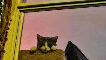 Sofa selalu menjadi pilihat tempat untuk bersantai ya cing. Foto: (Bored Panda).