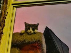 Potret 15 Kucing Tertangkap Kamera Saat Santai di Jendela, Lucu-lucu Deh