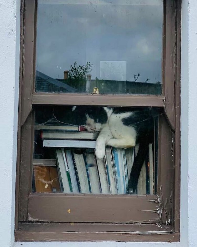 Kucing selalu punya cara sendiri untuk membuat orang lain yang melihatnya merasa gemas. Contohnya seperti deretan foto kucing yang santai di jendela ini. Lucu-lucu deh.