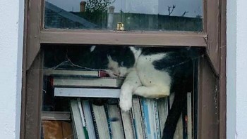 Selesai baca buku, waktunya tidur. Foto: (Bored Panda).