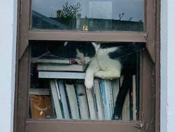 Potret 15 Kucing Tertangkap Kamera Saat Santai di Jendela, Lucu-lucu Deh