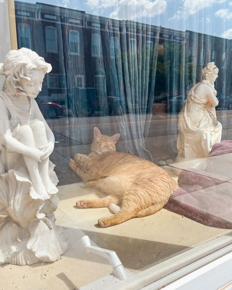 Kucing selalu punya cara sendiri untuk membuat orang lain yang melihatnya merasa gemas. Contohnya seperti deretan foto kucing yang santai di jendela ini. Lucu-lucu deh.
