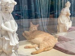 Potret 15 Kucing Tertangkap Kamera Saat Santai di Jendela, Lucu-lucu Deh