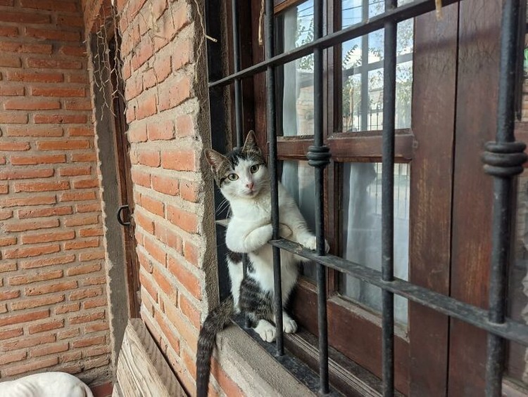 Kucing selalu punya cara sendiri untuk membuat orang lain yang melihatnya merasa gemas. Contohnya seperti deretan foto kucing yang santai di jendela ini. Lucu-lucu deh.