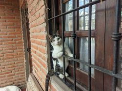 Potret 15 Kucing Tertangkap Kamera Saat Santai di Jendela, Lucu-lucu Deh