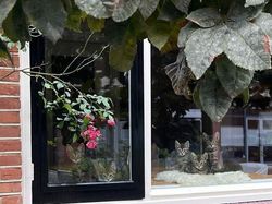 Potret 15 Kucing Tertangkap Kamera Saat Santai di Jendela, Lucu-lucu Deh