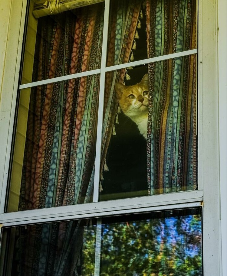 Kucing selalu punya cara sendiri untuk membuat orang lain yang melihatnya merasa gemas. Contohnya seperti deretan foto kucing yang santai di jendela ini. Lucu-lucu deh.