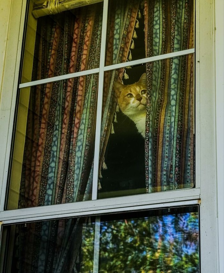 Potret 15 Kucing Tertangkap Kamera Saat Santai di Jendela, Lucu-lucu Deh Kucing selalu punya cara sendiri untuk membuat orang lain yang melihatnya merasa gemas. Contohnya seperti deretan foto kucing yang santai di jendela ini. Lucu-lucu deh.