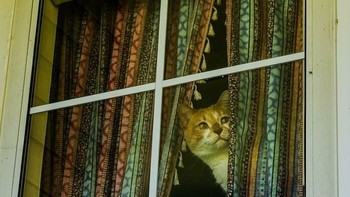 Intip ah, dia jalan sama siapa sih. Foto: (Bored Panda).