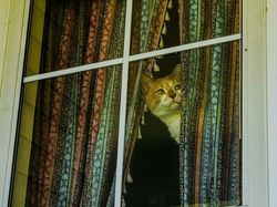 Potret 15 Kucing Tertangkap Kamera Saat Santai di Jendela, Lucu-lucu Deh