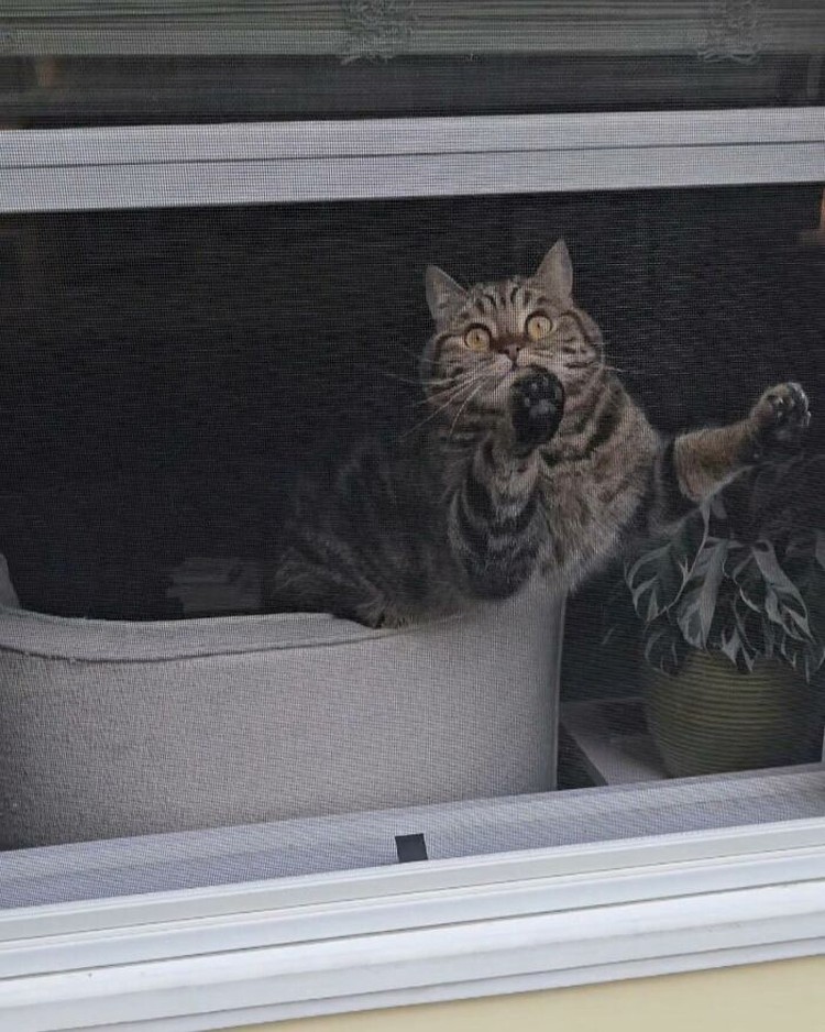 Kucing selalu punya cara sendiri untuk membuat orang lain yang melihatnya merasa gemas. Contohnya seperti deretan foto kucing yang santai di jendela ini. Lucu-lucu deh.