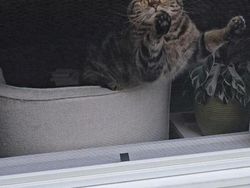 Potret 15 Kucing Tertangkap Kamera Saat Santai di Jendela, Lucu-lucu Deh