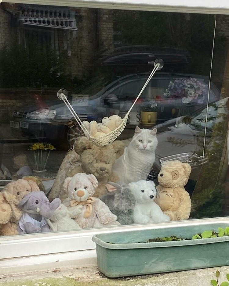 Kucing selalu punya cara sendiri untuk membuat orang lain yang melihatnya merasa gemas. Contohnya seperti deretan foto kucing yang santai di jendela ini. Lucu-lucu deh.