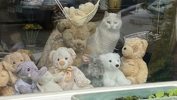 Aku adalah boneka, aku adalah boneka, ucap si kucing. Foto: (Bored Panda).