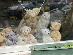 Potret 15 Kucing Tertangkap Kamera Saat Santai di Jendela, Lucu-lucu Deh