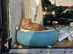 Potret 15 Kucing Tertangkap Kamera Saat Santai di Jendela, Lucu-lucu Deh