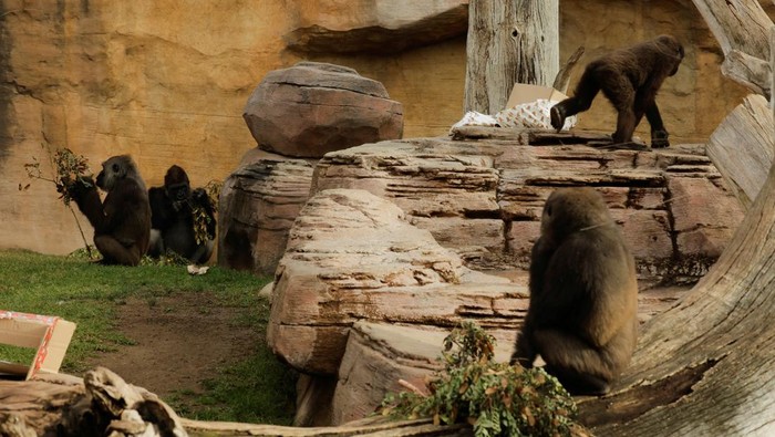 Potret Gemas Gorila dapat Hadiah Natal A family of gorillas enjoy after they received Christmas boxes with food as gifts, after a caretaker dressed up as Santa Claus placed it in their enclosure, during an event which combines the magic of Christmas with the commitment to animal welfare, at Bioparc Fuengirola, in Fuengirola, Spain, December 21, 2024. REUTERS/Jon Nazca