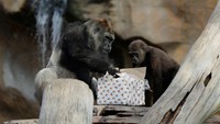 Buu (28), gorila dataran rendah Barat betina dan putranya Ekan (4), melihat ke dalam kotak Natal berisi makanan sebagai hadiah, setelah seorang pengasuh berpakaian seperti Sinterklas meletakkannya di kandang keluarga gorila, selama acara yang menggabungkan keajaiban Natal dengan komitmen untuk kesejahteraan hewan, di Bioparc Fuengirola, di Fuengirola, Spanyol, (21/12/2024).