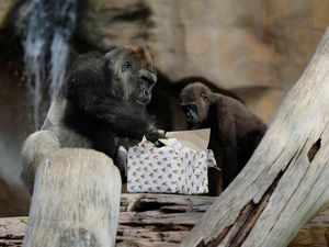 Potret Gemas Gorila dapat Hadiah Natal