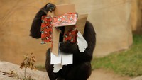 Wefa (13), gorila dataran rendah Barat betina, begitu antusias melihat hadiah Natalnya, yang berisi paket makanan. 
